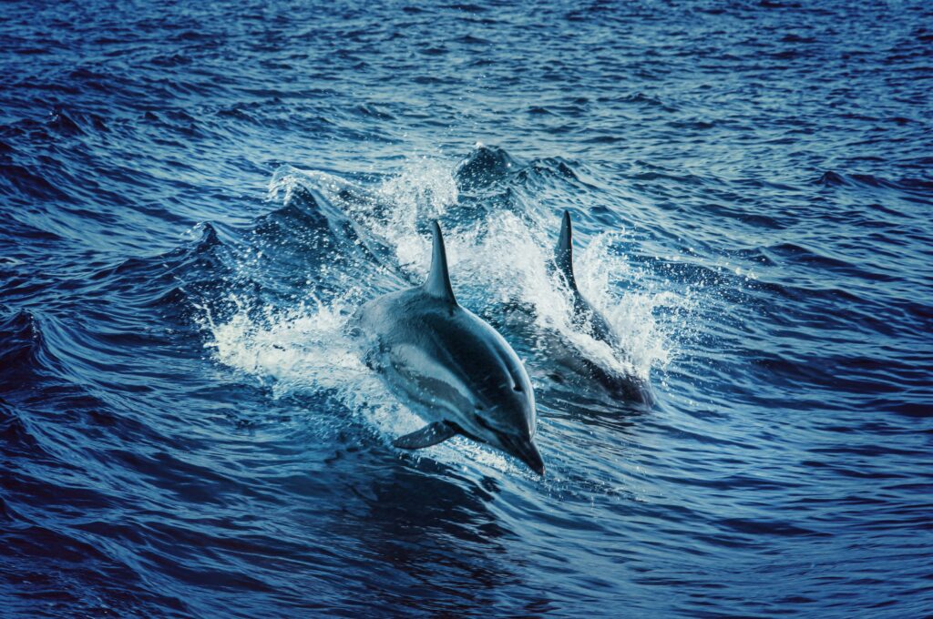 Playful spinner dolphins spotted during a sunset cruise in the Maldives.